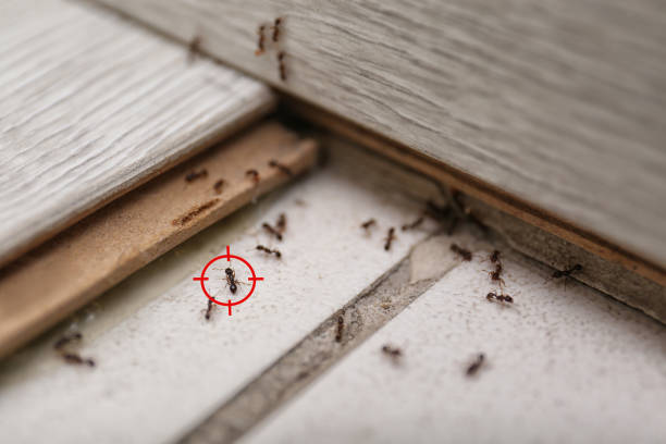 Trusted Hardinsburg, KY Pest Control Experts