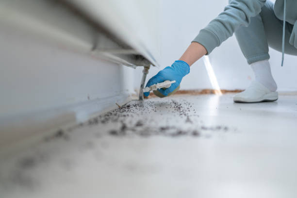 Best Affordable Pest Control Services  in Hardinsburg, KY